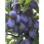 Prunus domestica ´Vengerka Korneyevskaya´ - slivoň sloupovitá