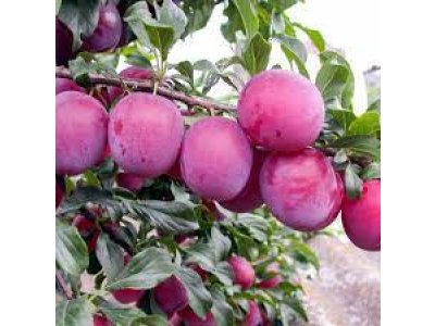 Prunus salicina ´Kometa´ - asijská švestka /SUMMER 2026/