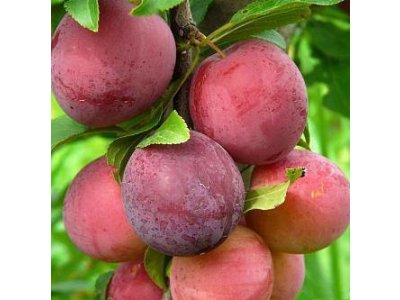 Prunus salicina ´Najdena´ - asijská švestka /SUMMER 2026/