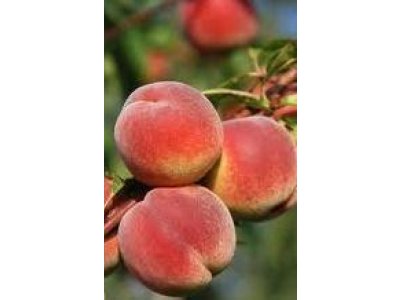 Prunus persica ´Avalon Pride´ - broskvoň žlutomasá raná