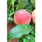 Prunus persica ´Avalon Pride´ - broskvoň žlutomasá raná