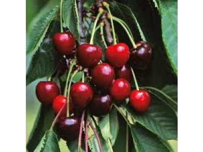 Prunus avium ´Victoria´ - třešeň pozdní odrůda