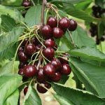Prunus avium ´Victoria´ - třešeň pozdní odrůda