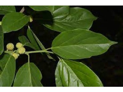 Cudrania tricuspidata ´Pollenizer´ - roubovaná samčí odrůda - cudrang, che