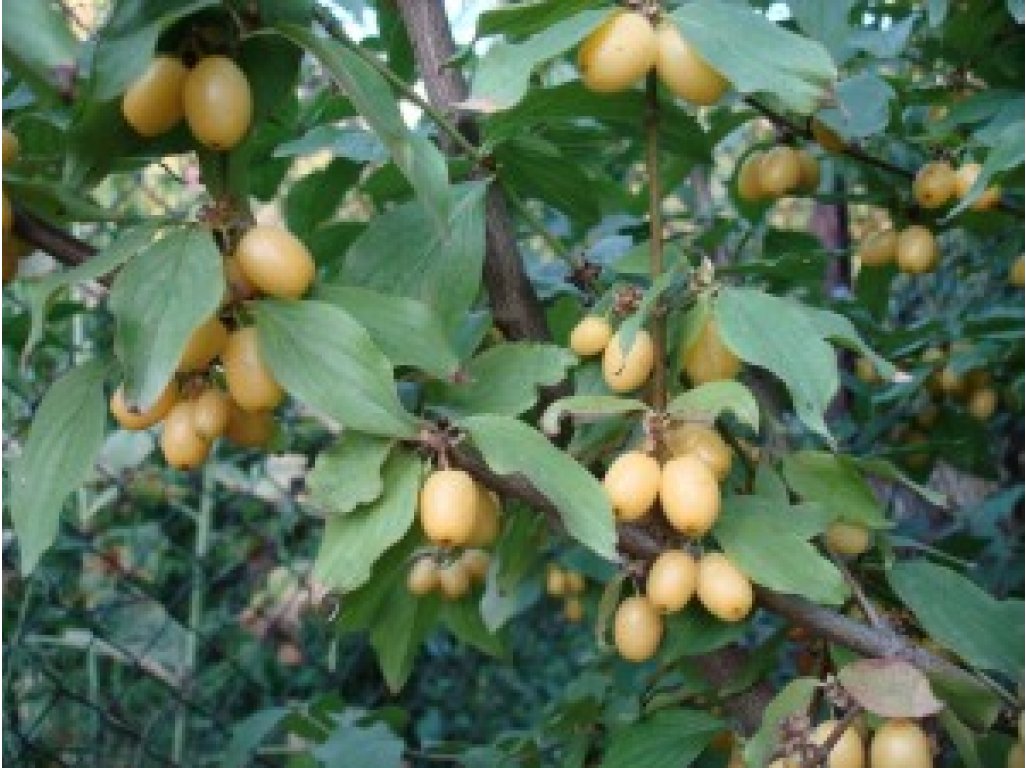Cornus mas ´Alosza´ - velkoplodá žlutoplodá odrůda