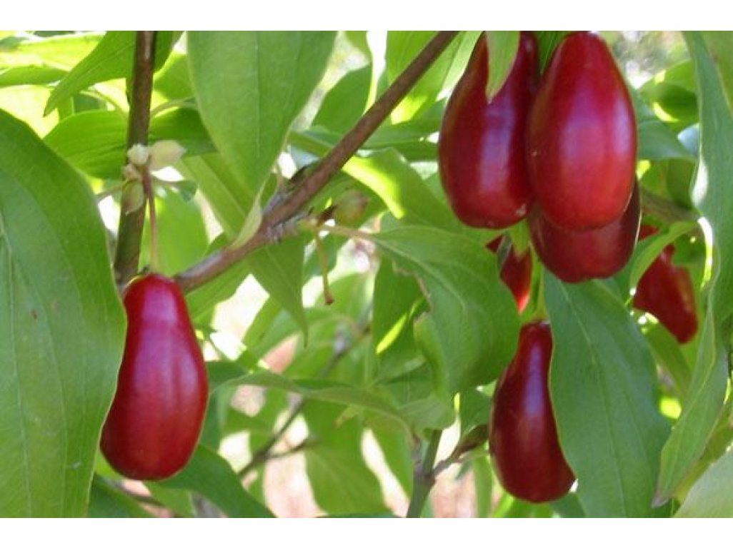 Cornus mas ´Svetlyachok´ - velkoplodá odrůda