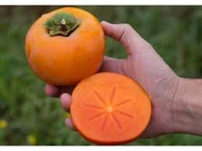 Diospyros kaki ´Ribera Sun´ - japanese persimmon