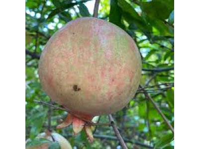 Punica granatum ´Kai Acik Anor´ - hardy pomegranate - odolný granátovník