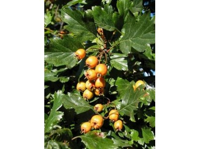 Crataegus pinnatifida ´Big Golden Star´ - hloh zpeřenoklanný