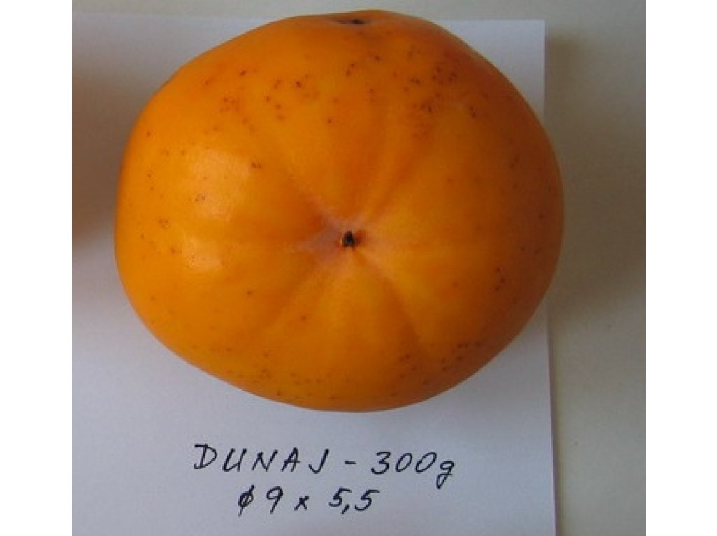 Diospyros kaki ´Dunaj´ - japanese persimmon  /SUMMER 2026/
