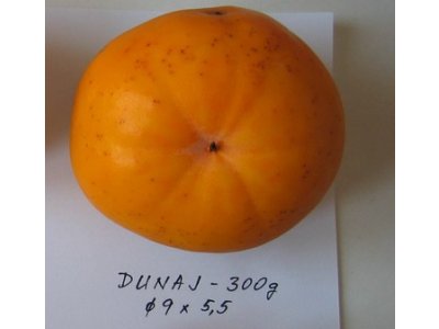 Diospyros kaki ´Dunaj´ - japanese persimmon  /SUMMER 2026/