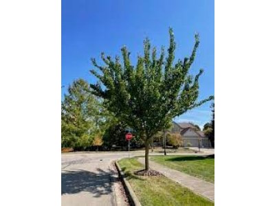 Maclura pomifera ´White Shield´ - maklura oranžová neplodící beztrnná