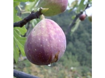 Ficus carica ´Melanzana´