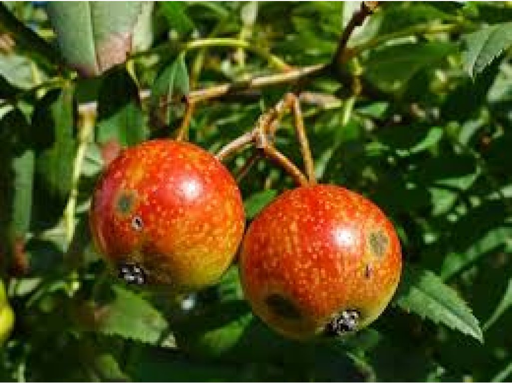 Sorbus domestica ´Red Apple´ - oskeruše velkoplodá odrůda
