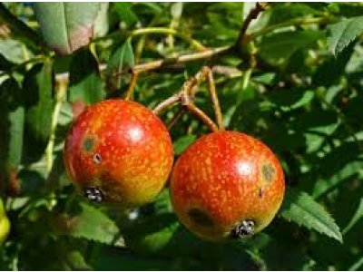 Sorbus domestica ´Red Apple´ - oskeruše velkoplodá odrůda