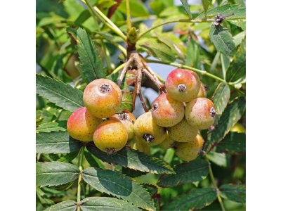 Sorbus domestica ´Apple´ - oskeruše velkoplodá odrůda
