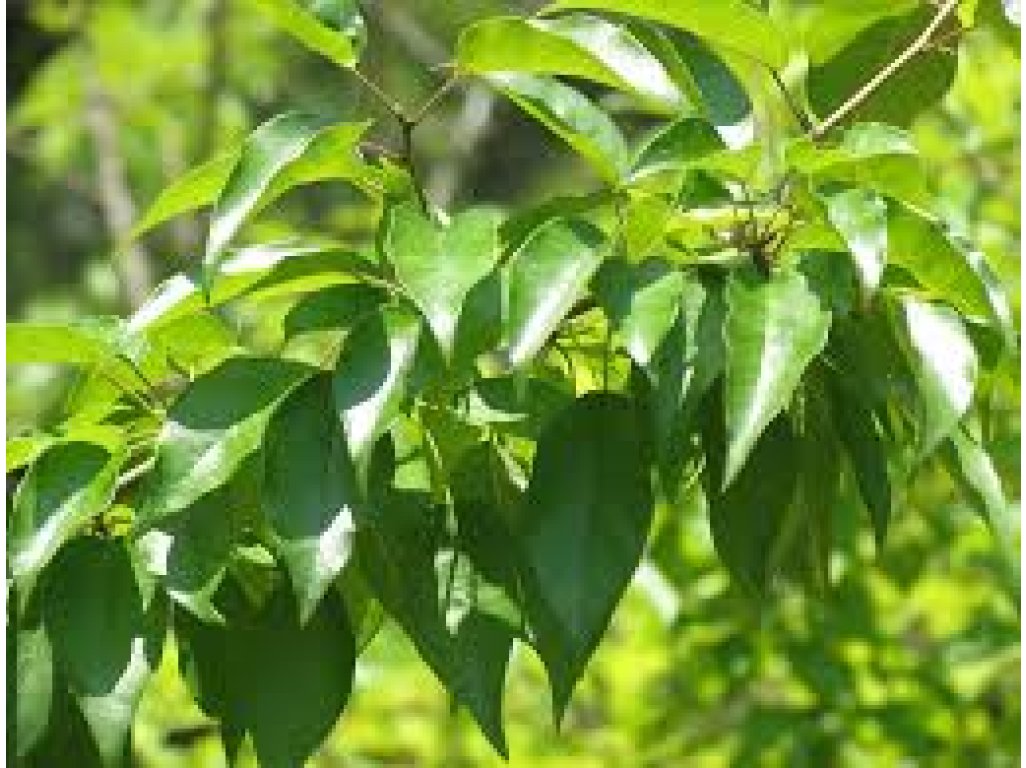 Maclura pomifera - maklura oranžová semenáč - seedling