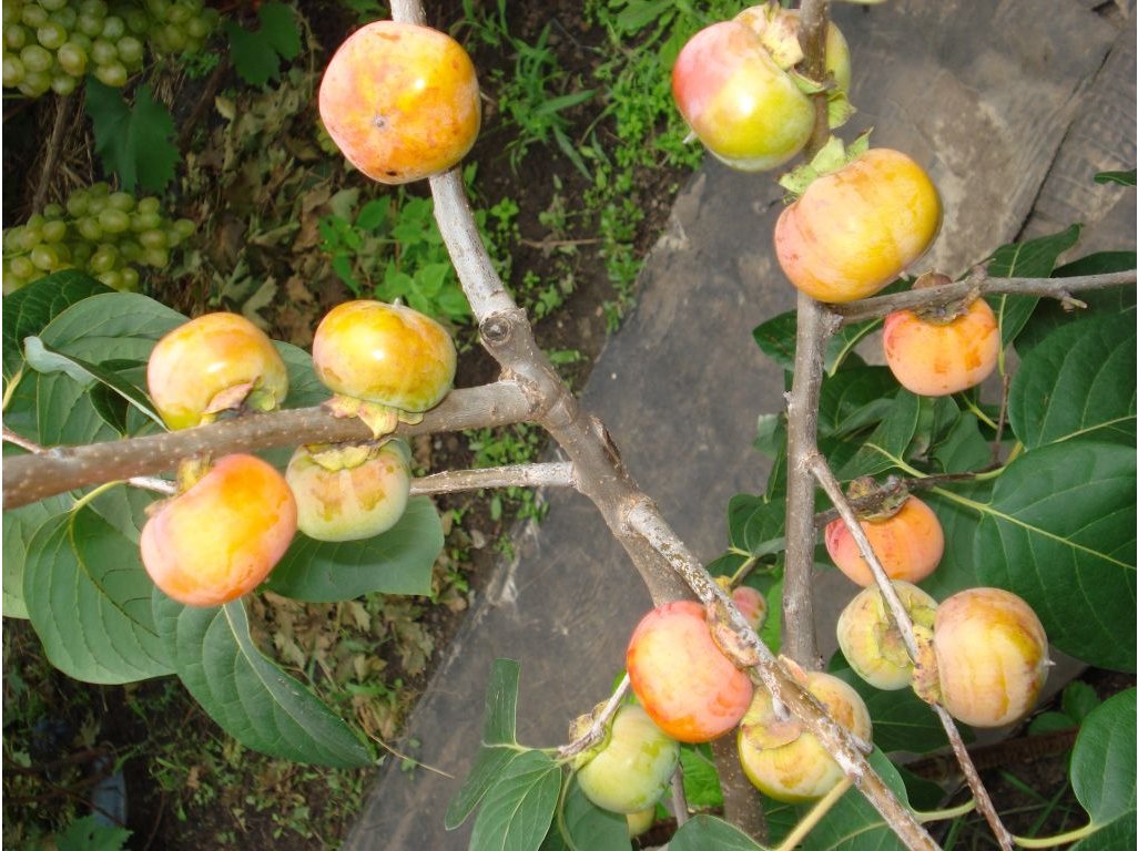 Diospyros x hybrida ´JT 02´  (Josephine x Taishuu) - hardy persimmon  /summer 2026/