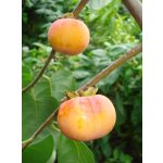 Diospyros x hybrida ´JT 02´  (Josephine x Taishuu) - hardy persimmon  /summer 2026/