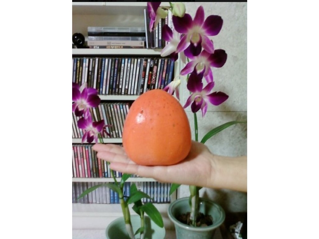 Diospyros kaki ´Dae Bong Gam´ - japanese persimmon - Meganovinka