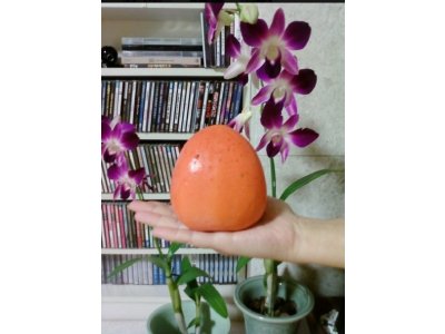 Diospyros kaki ´Dae Bong Gam´ - japanese persimmon - Meganovinka