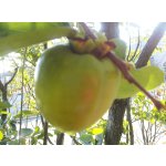 Diospyros kaki ´Dae Bong Gam´ - japanese persimmon - Meganovinka