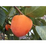 Diospyros kaki ´Dae Bong Gam´ - japanese persimmon - Meganovinka