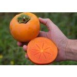 Diospyros kaki ´Maxim´ - japanese persimmon