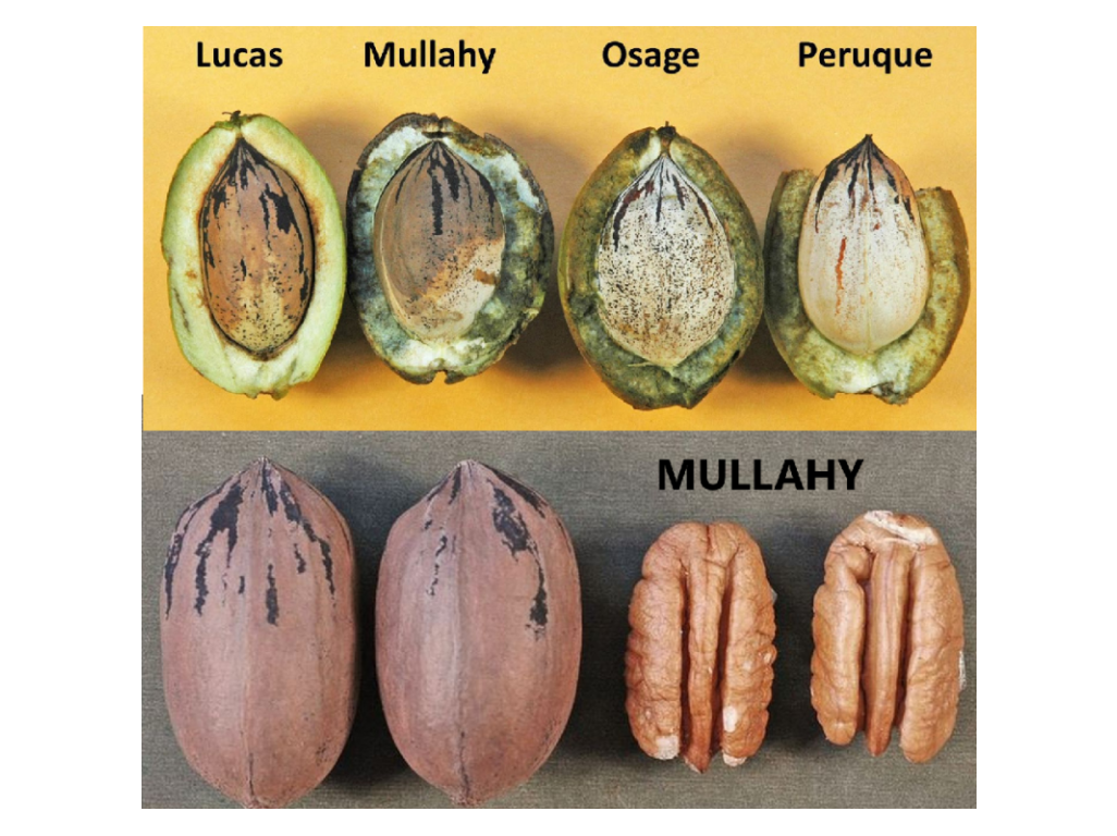 Carya illinoinensis ´Mullahy´ - pekan - SEMENÁČ - /seedling/