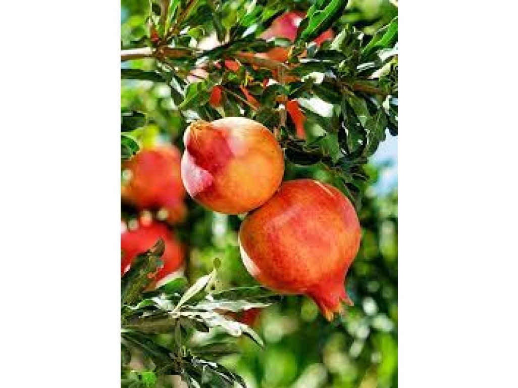 Punica granatum ´Parfianca´ - granatovník obecný