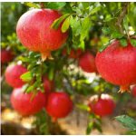 Punica granatum ´Parfianca´ - granatovník obecný