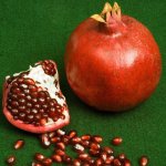 Punica granatum ´Parfianca´ - granatovník obecný