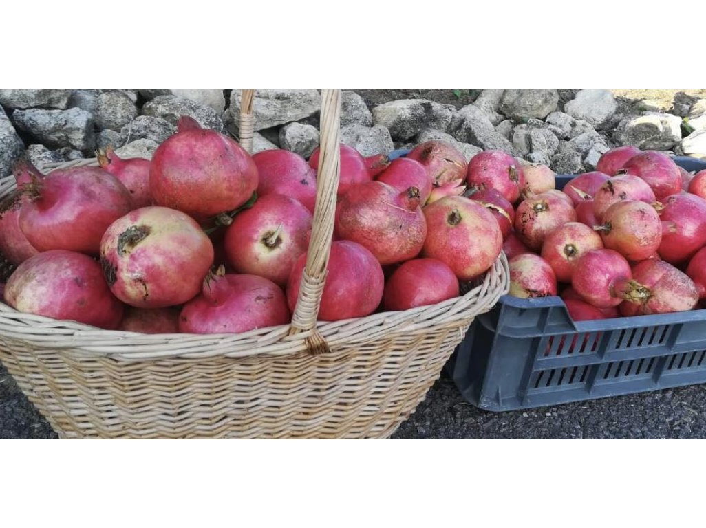 Punica granatum ´Pécsvaradi´ - granatovník obecný