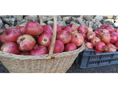 Punica granatum ´Pécsvaradi´ - granatovník obecný