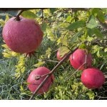 Punica granatum ´Kavkaz´ - granatovník obecný