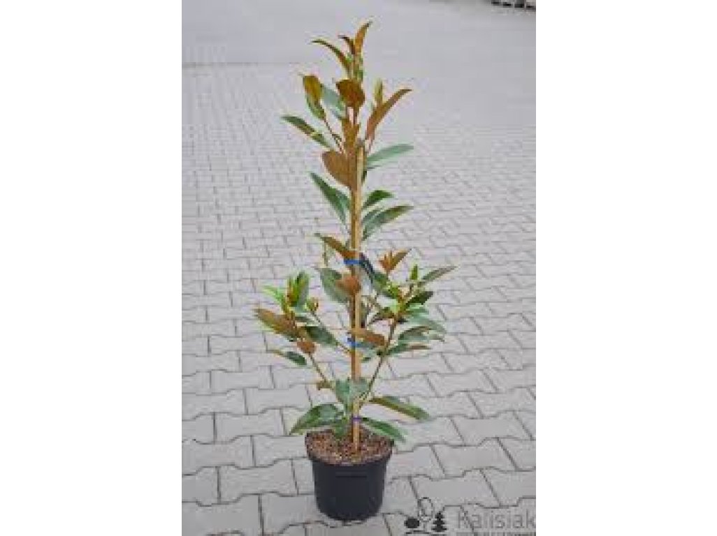 Magnolia grandiflora ´Alta´ - šácholan velkokvětý sloupovitý NOVINKA