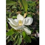 Magnolia grandiflora ´Alta´ - šácholan velkokvětý sloupovitý NOVINKA
