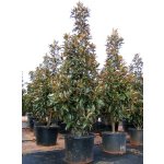 Magnolia grandiflora ´Alta´ - šácholan velkokvětý sloupovitý NOVINKA