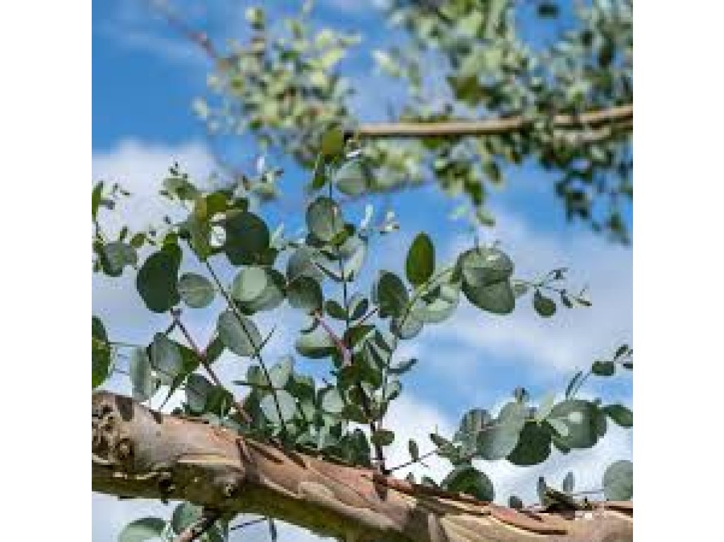 Eucalyptus gunnii ssp. divaricata - hardy eucalyptus