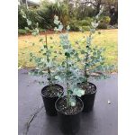 Eucalyptus gunnii ssp. divaricata - hardy eucalyptus