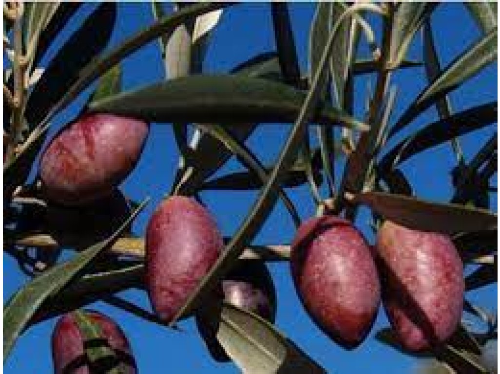 Olea europaea ´Cornicabra´ - olivovník evropský