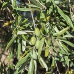 Olea europaea ´Cornicabra´ - olivovník evropský