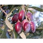 Olea europaea ´Cornicabra´ - olivovník evropský