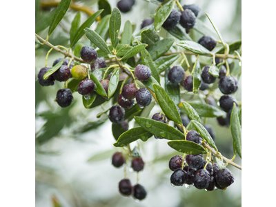 Olea europea ´Cailletier´ - olivovník evropský