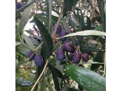 Olea europea ´Frantoio´ - olivovník evropský