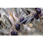 Olea europea ´Frantoio´ - olivovník evropský