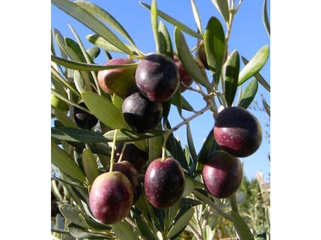 Olea europea ´Manzanillo´ - olivovník evropský