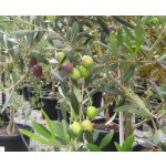 Olea europea ´Manzanillo´ - olivovník evropský