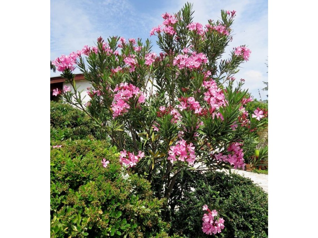 Nerium oleander ´Atlas Nain De Tidili´ - zimuvzdorný oleander