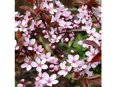 Prunus cerasifera - slivoň třešňoplodá /myrobalán/